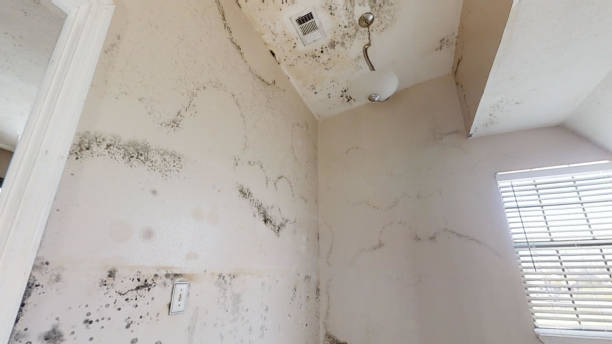 Best Black Mold Removal  in Candler Mcafee, GA