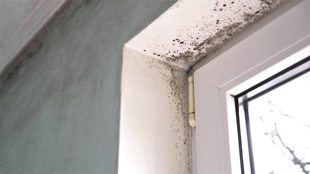 Best Airborne Mold Testing  in Candler Mcafee, GA